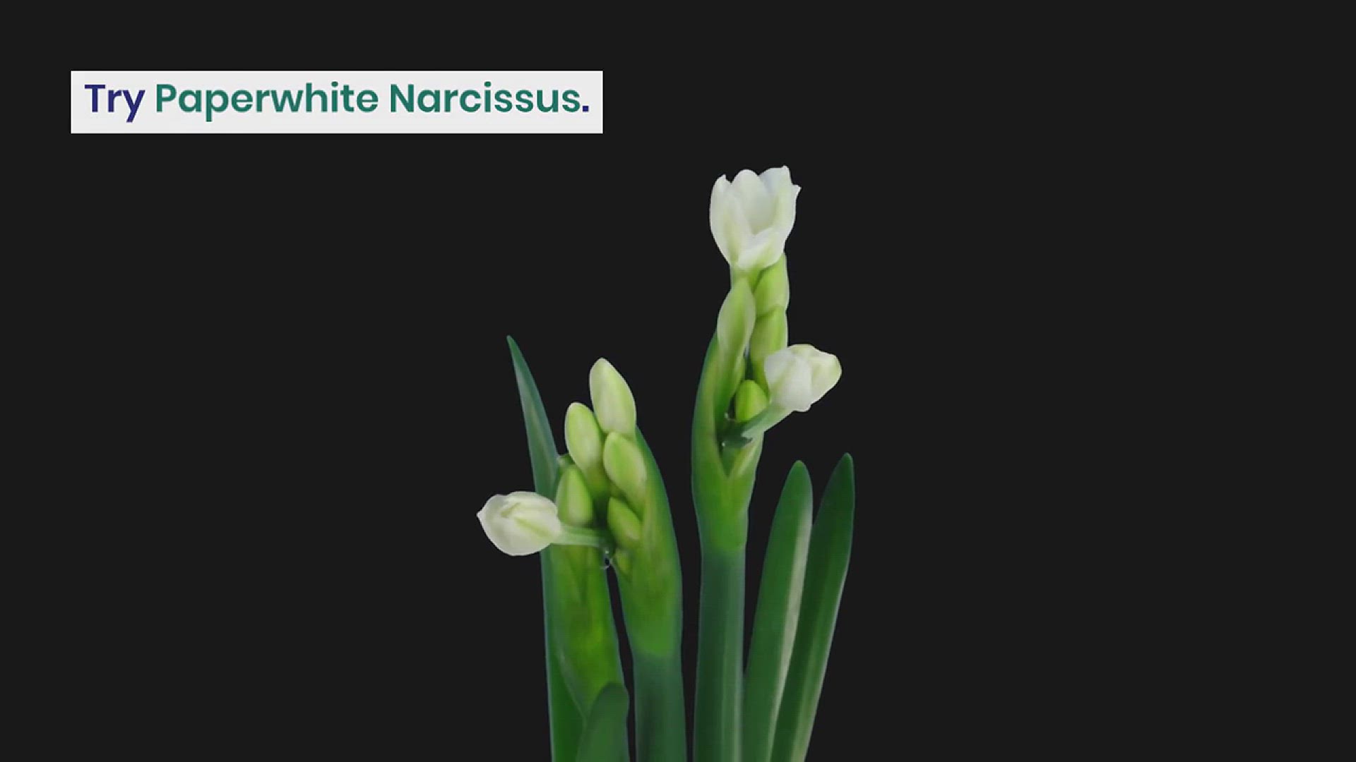 'Video thumbnail for How to Grow Paperwhite Narcissus'