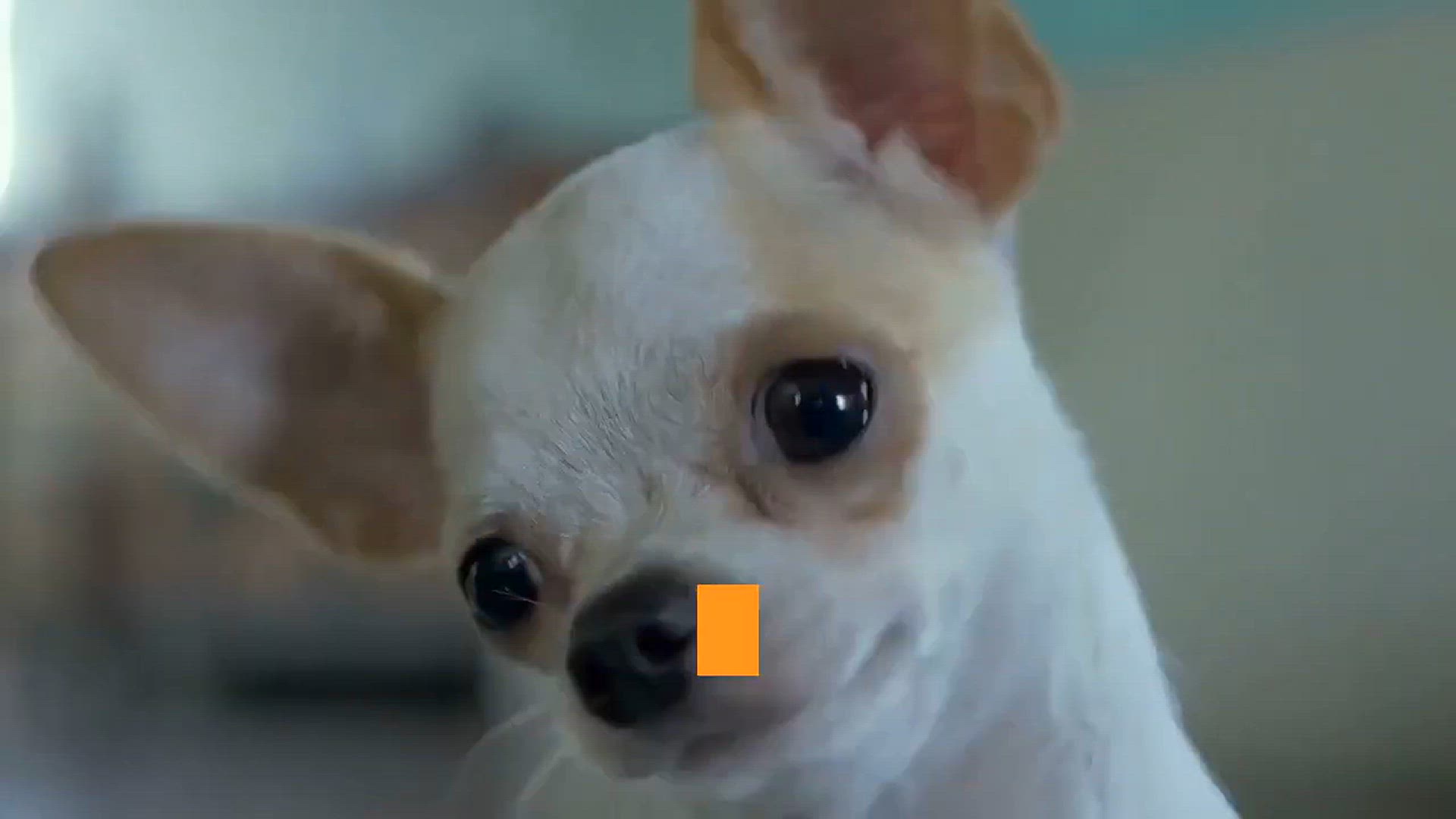 'Video thumbnail for How To Train Your Chihuahua Dog to Be Friendly'