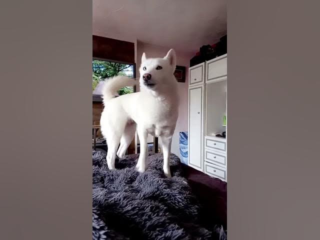 Video thumbnail for Toastie_Ghostie always demanding her time