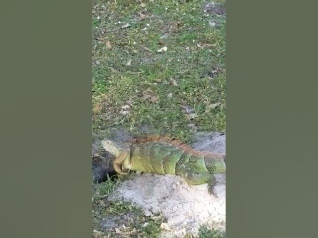 Video thumbnail for Big Lizard Iguana #Animals #Lizards #iguana