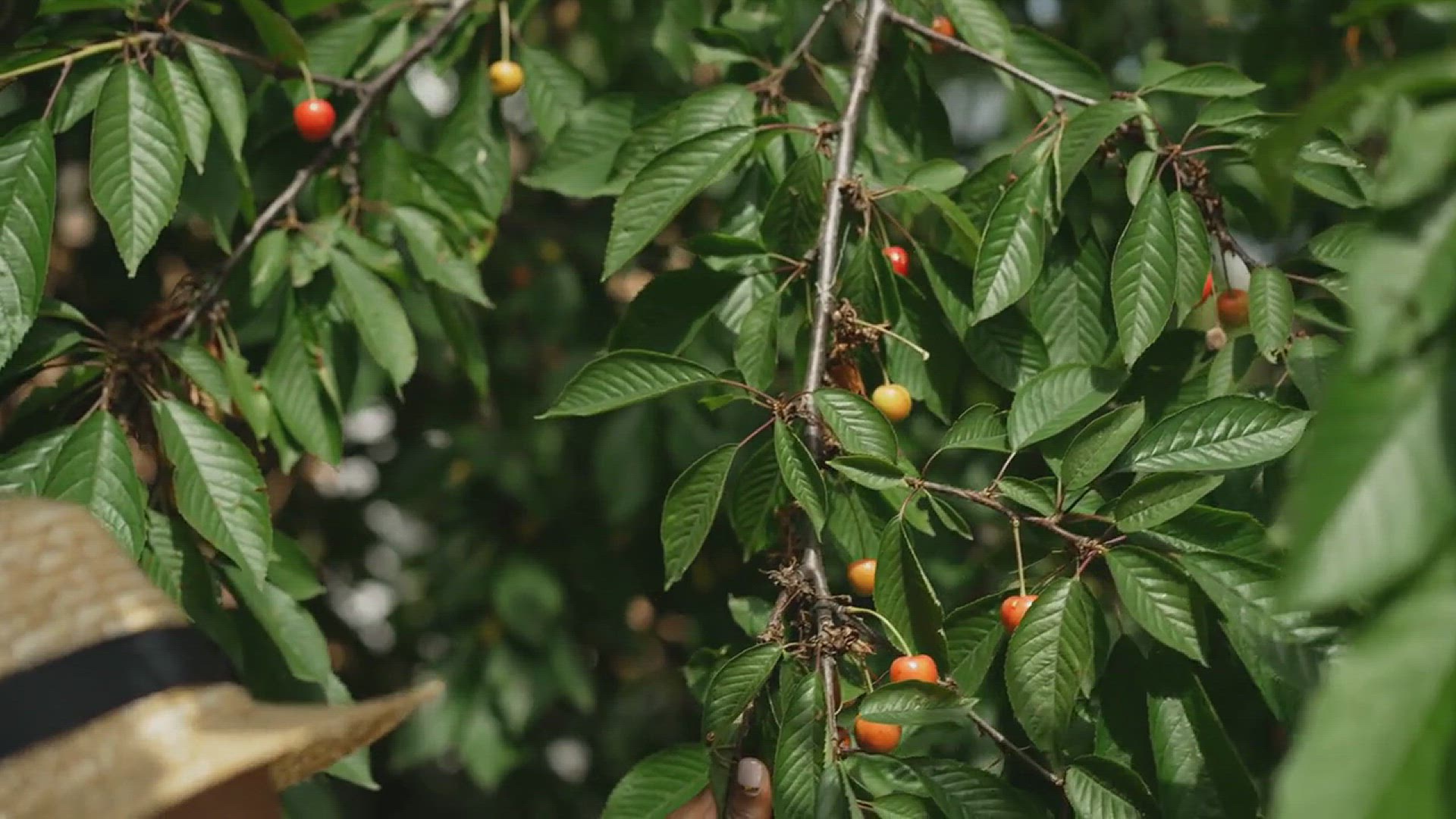 'Video thumbnail for Tips for Growing Cherries in the Backyard'
