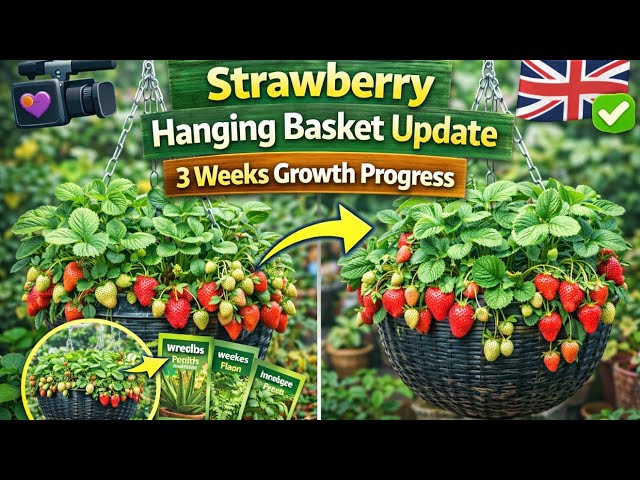 Video thumbnail for How to Grow Strawberries in Hanging Baskets | Care & Growth Tips