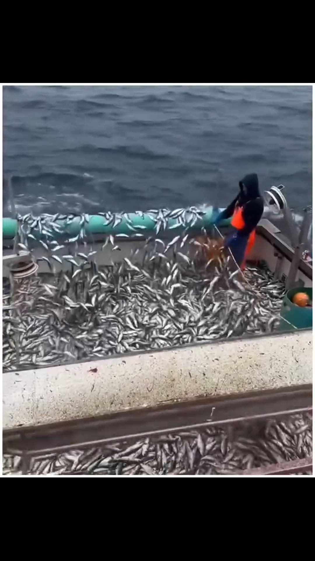 'Video thumbnail for How to explore fish from the deep sea '