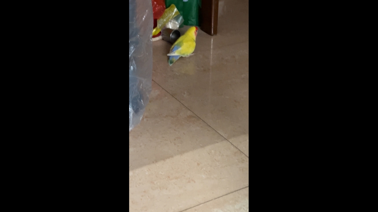 Video thumbnail for Parrot Pushes Steel Cup Across the Floor