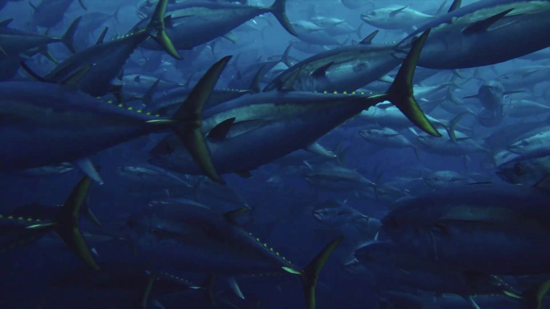 Video thumbnail for The Secret Ingredient That Will Change Your Tuna Salad Forever