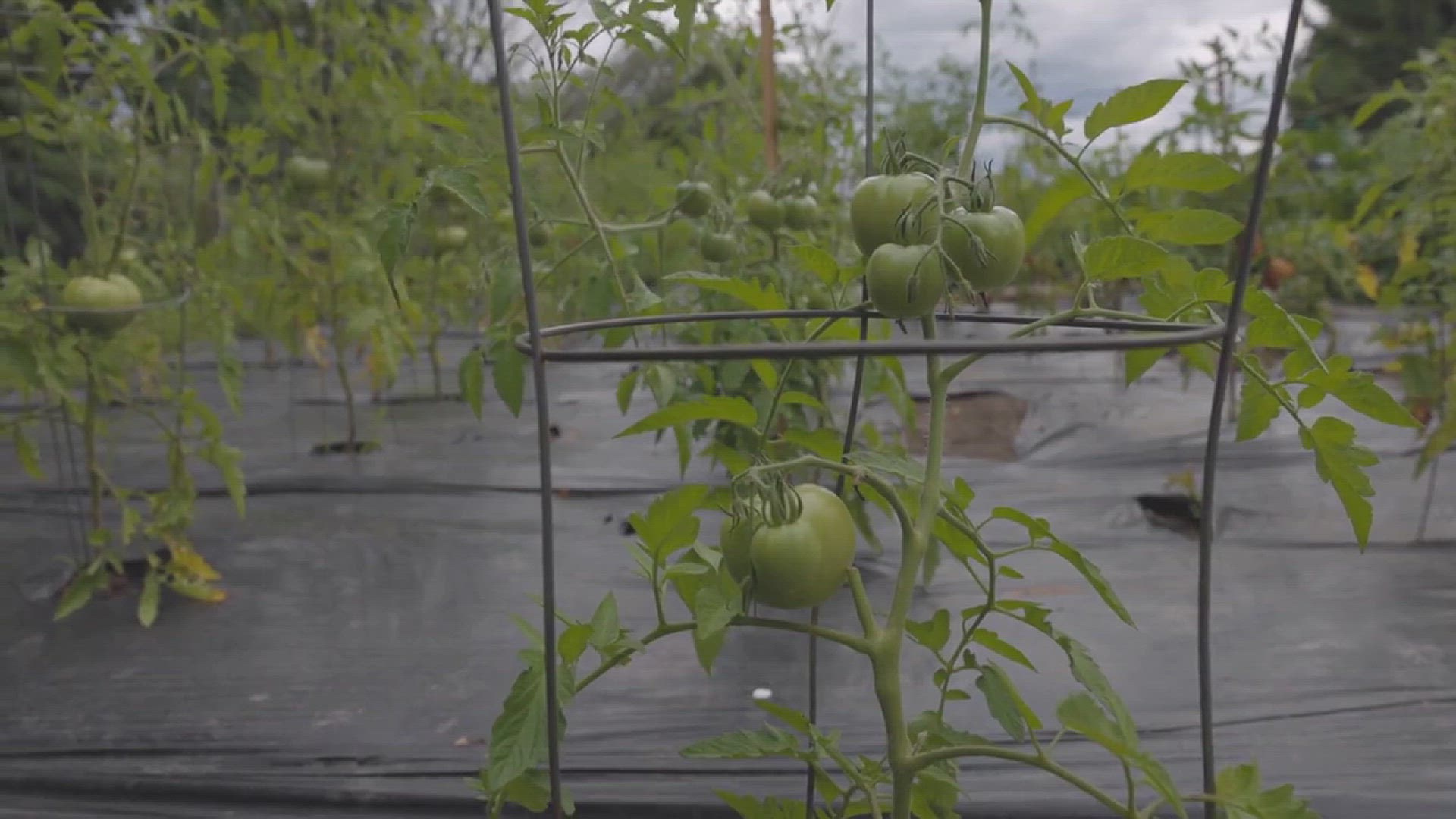 'Video thumbnail for How to Grow Vegetables Indoors'