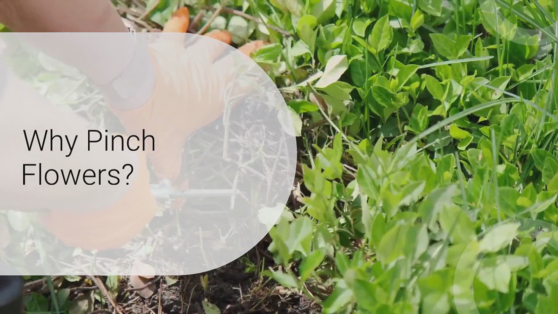 'Video thumbnail for How to Pinch Flowers for More Blooms'