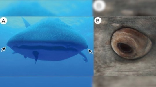 Video thumbnail for Whale Shark Eye Armor: Teeth on Its Eyeballs and Retractable Eyes