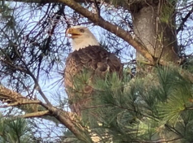 Video thumbnail for Bald eagle spotted in Malverne family’s backyard