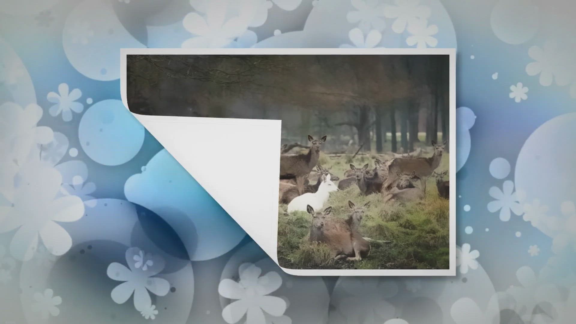 Video thumbnail for 15 Rare Albino Animals That Capture Nature’s Unique Palette