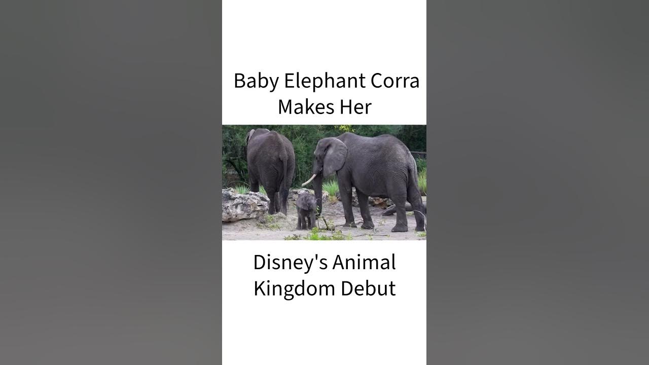 Video thumbnail for Baby Elephant Corra Makes Her Debut to Guests at Disney’s Animal Kingdom