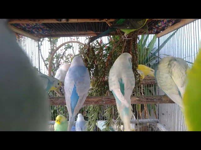 Video thumbnail for Happy Budgies = Happy Heart 💖🎶  Sweet Bird Sounds