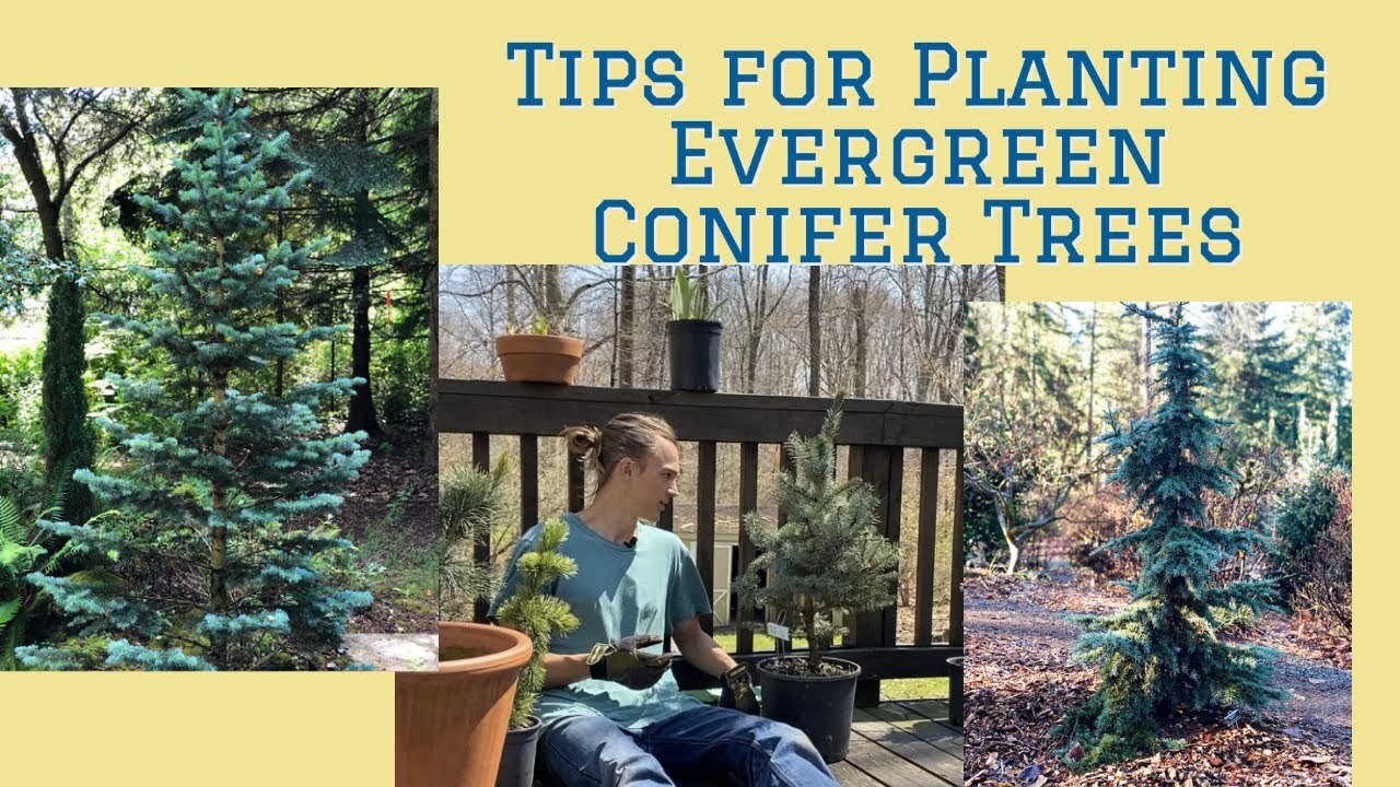 Video thumbnail for Tips for Planting Evergreen Conifer Trees: Tutorial