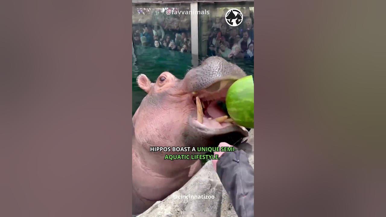 Video thumbnail for Behemoth of the Waters: The Mighty Hippopotamus  #shorts