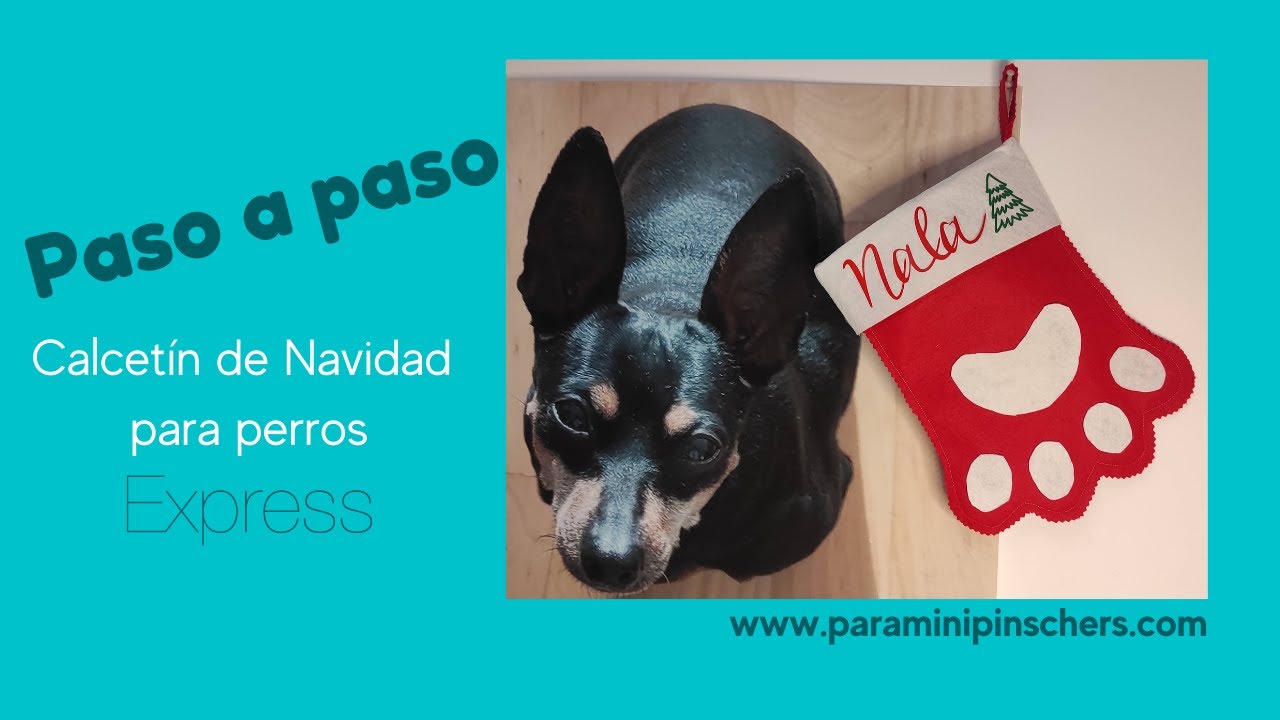 Video thumbnail for DIY calcetín navidad perros mini pincher🐕