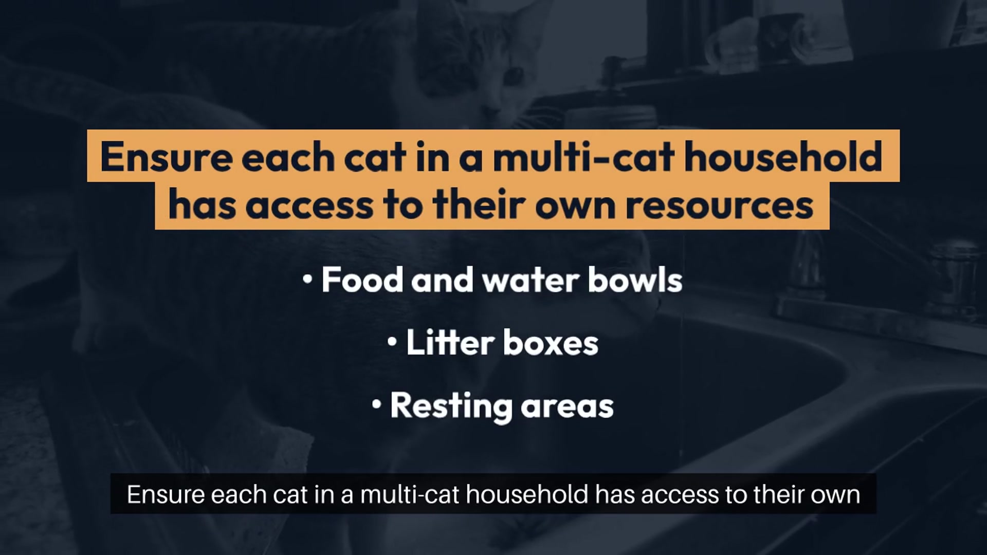 Video thumbnail for Addressing Territorial Behavior in Cats