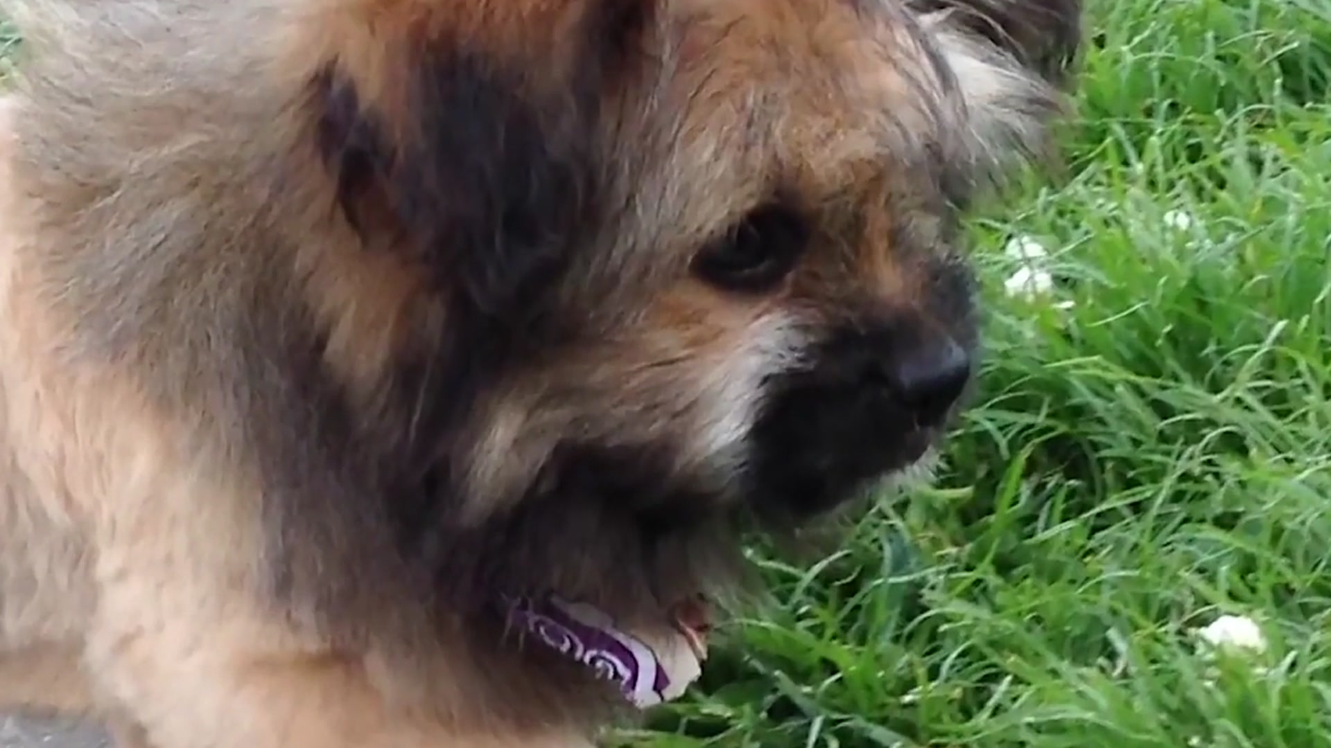 'Video thumbnail for 10 Amazing Shih Tzu Facts You Didn’t Know | The Lovable Lion Dog'