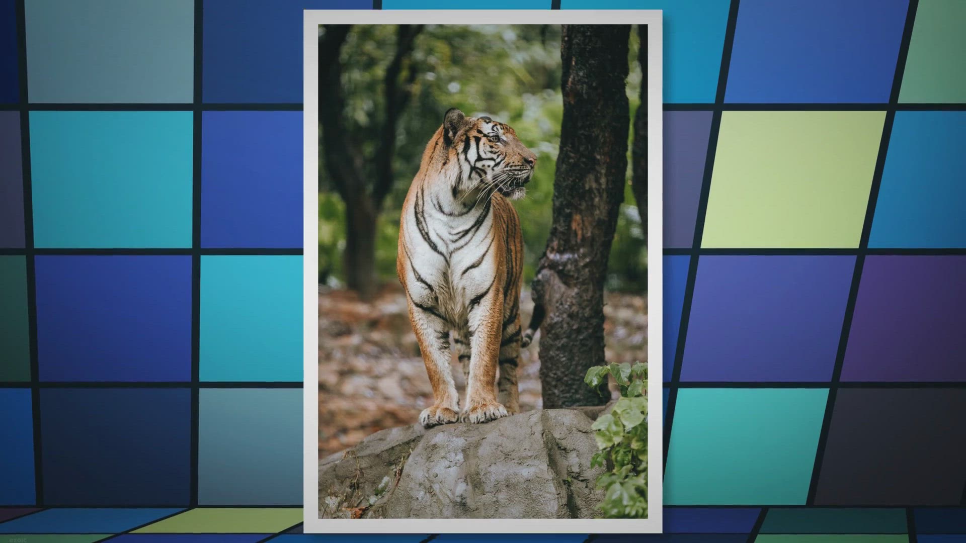 'Video thumbnail for The Tiger's Appetite: How Much Does It Eat?'