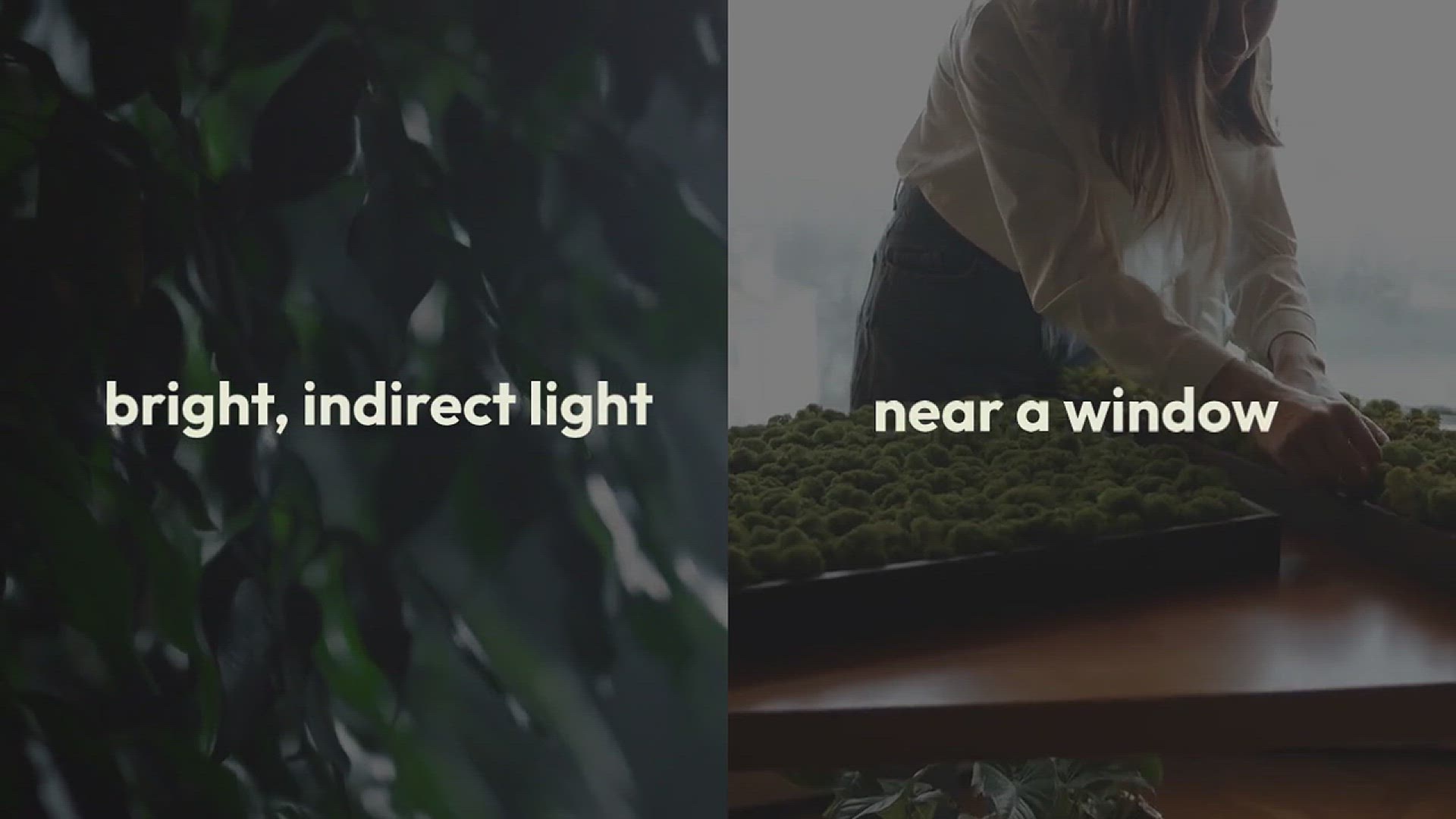 'Video thumbnail for How to Grow Pilea in Your House'