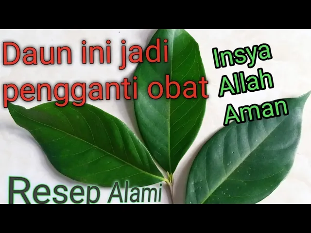 Video thumbnail for Manfaat daun salam untuk mengatasi gula darah dan kolesterol #daunsalam #manfaatdaunsalam