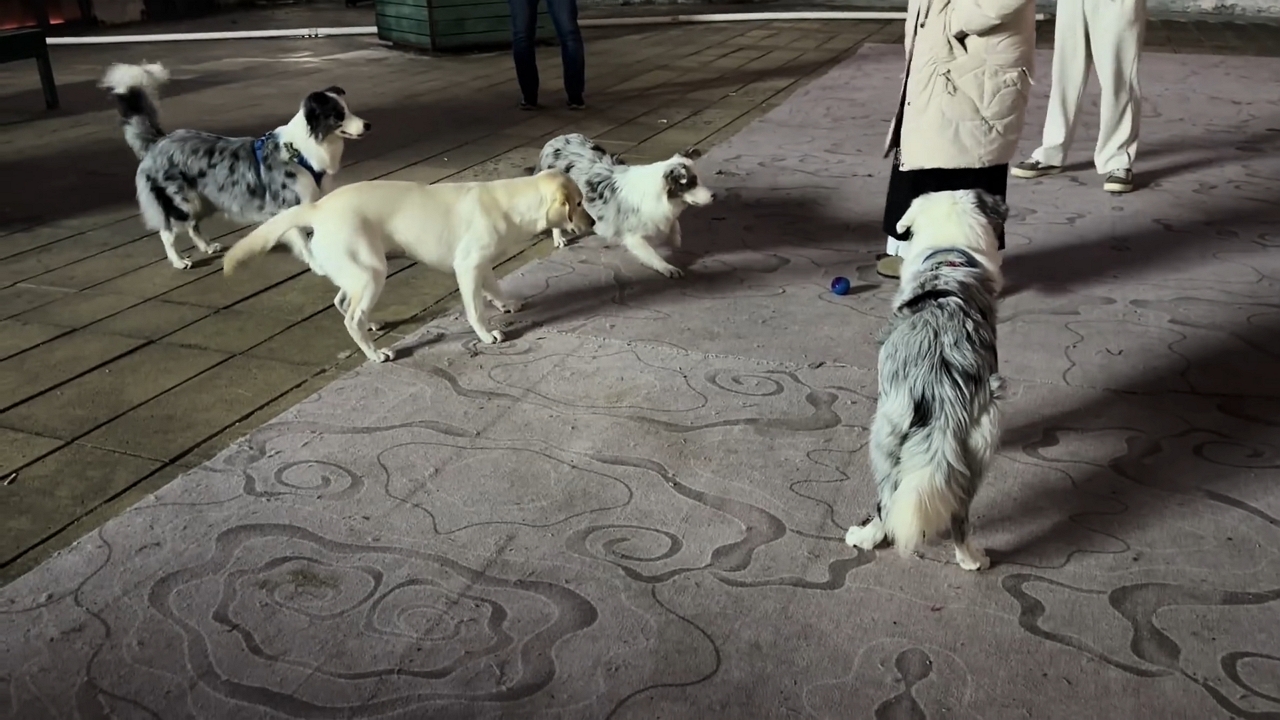 Video thumbnail for Dogs React to Squeaky Ball in Anhui