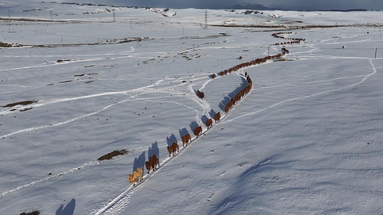 Video thumbnail for China: Camel Migration Team 2.