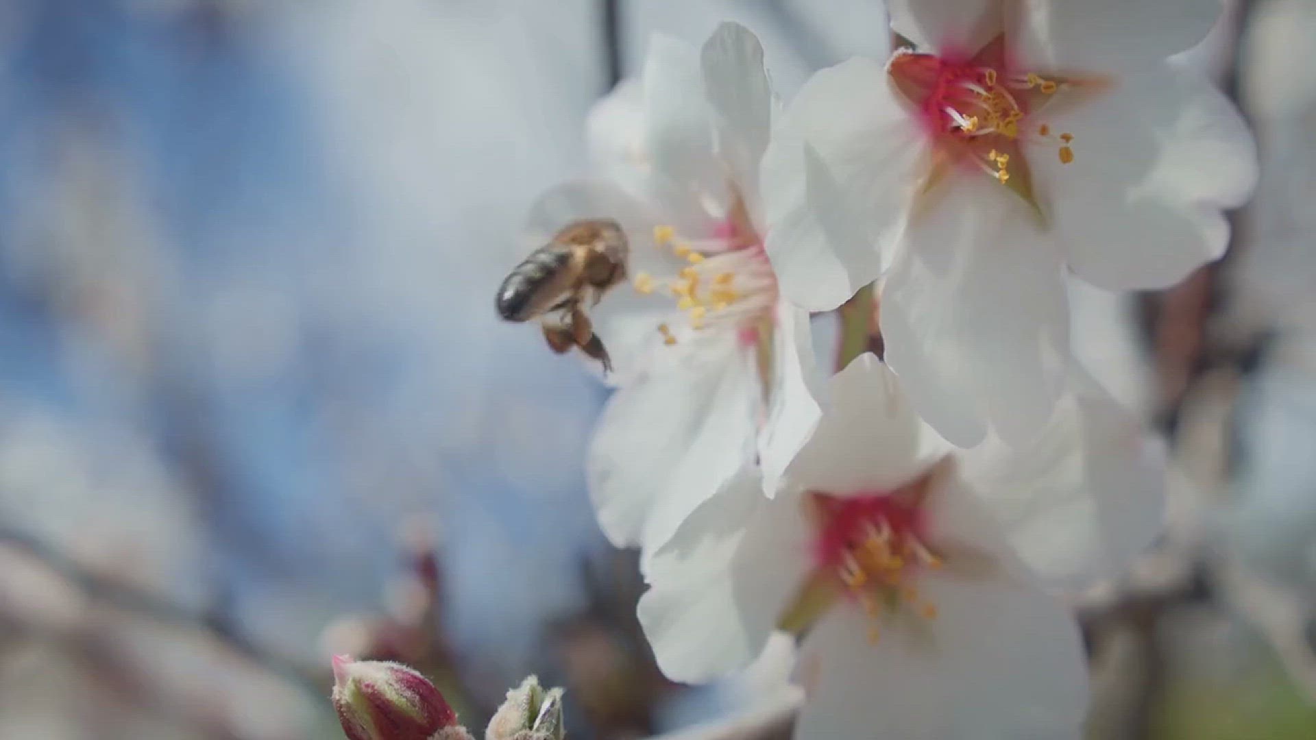 'Video thumbnail for Best Ways to Get Rid of Bees'