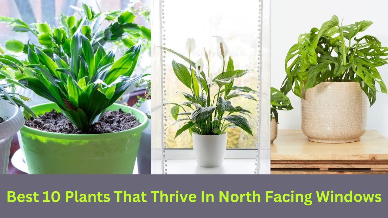 Video thumbnail for Best 10 Plants That Thrive In North Facing Windows || #indoorplants