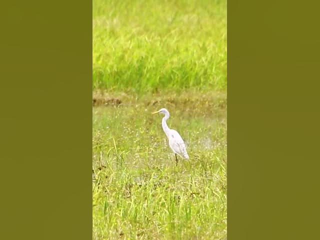 Video thumbnail for White Bird Catch Snail WB 03 #bird #birds #shortbird #viralbirds