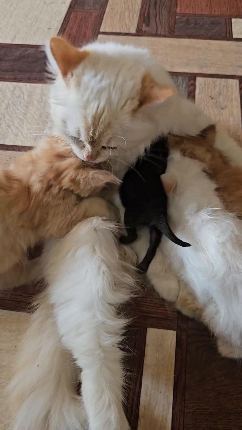 Video thumbnail for Mother Cat Caring for Newborn Kittens with Feline Friend