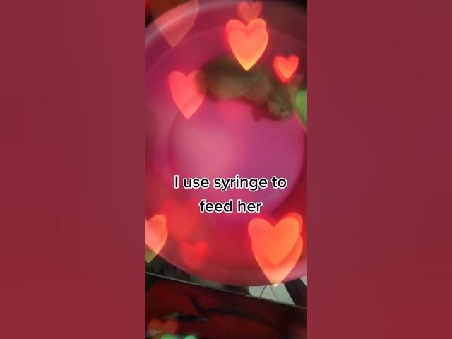 Video thumbnail for My adopted stray cat has cold #cats #animals #straycat #adoptedcat