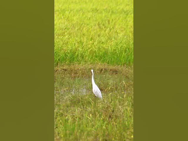 Video thumbnail for White Bird Catch Snail WB 01 #bird #birds #shortbird #viralbirds