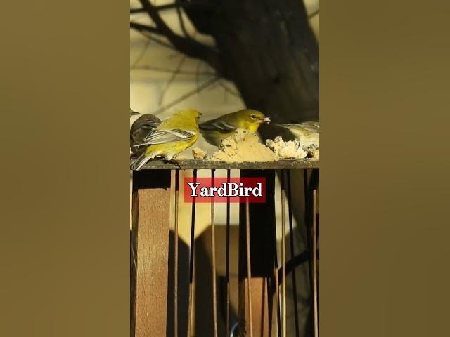 Video thumbnail for Feeding Frenzy