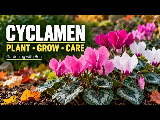 Video thumbnail for How to Grow Cyclamen | Planting & Care Tips to Keep Them Thriving