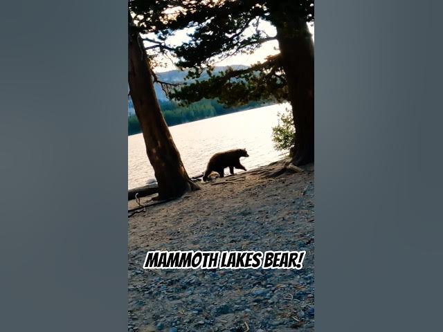 Video thumbnail for Big Bear in Mammoth Lakes! 🧸