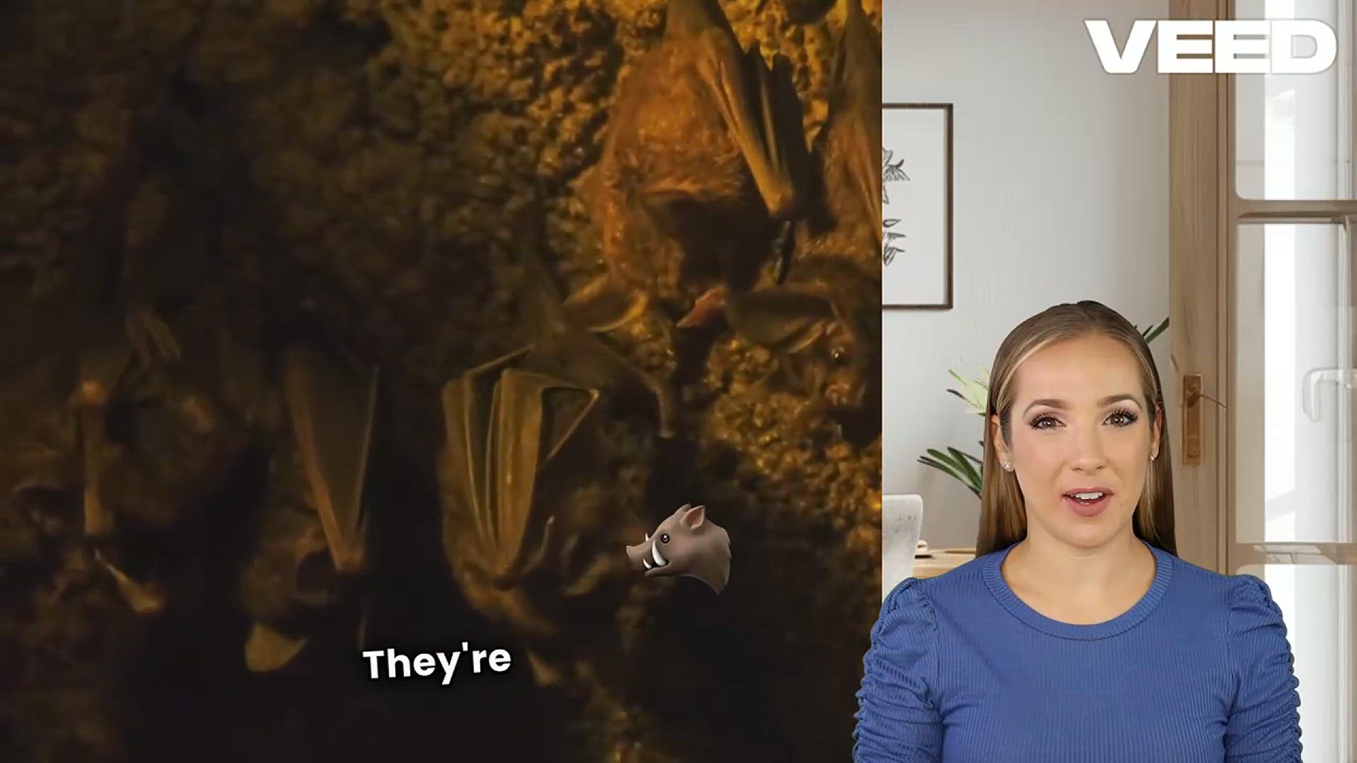 'Video thumbnail for Stay Calm: Safely Remove Bats at Home'