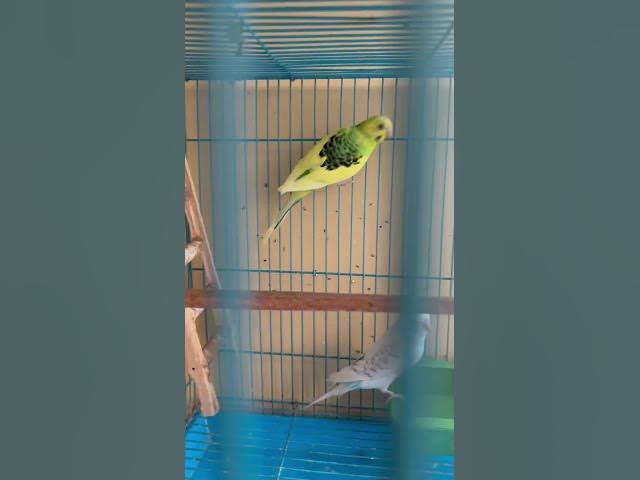 Video thumbnail for 4 Budgies in a cage #avians #avianstory #budgies #birdcage