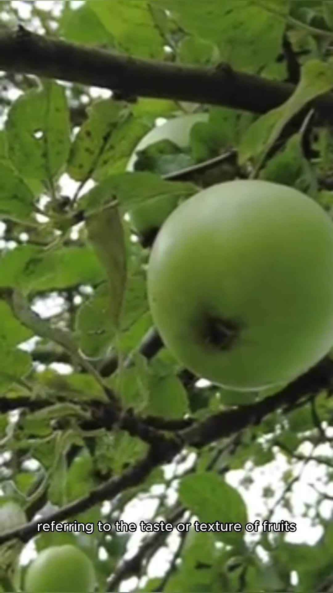 Video thumbnail for "Discovering Acerbo: A Unique Italian Flavor"