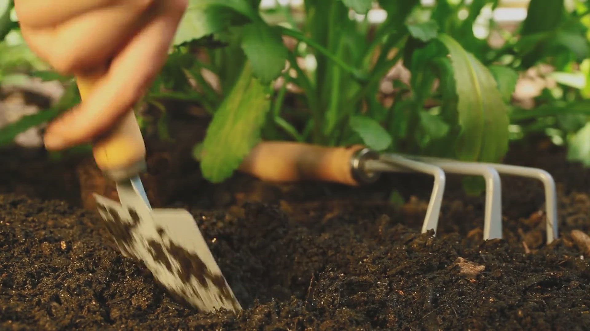 'Video thumbnail for How to Grow Dianthus in Your Garden'