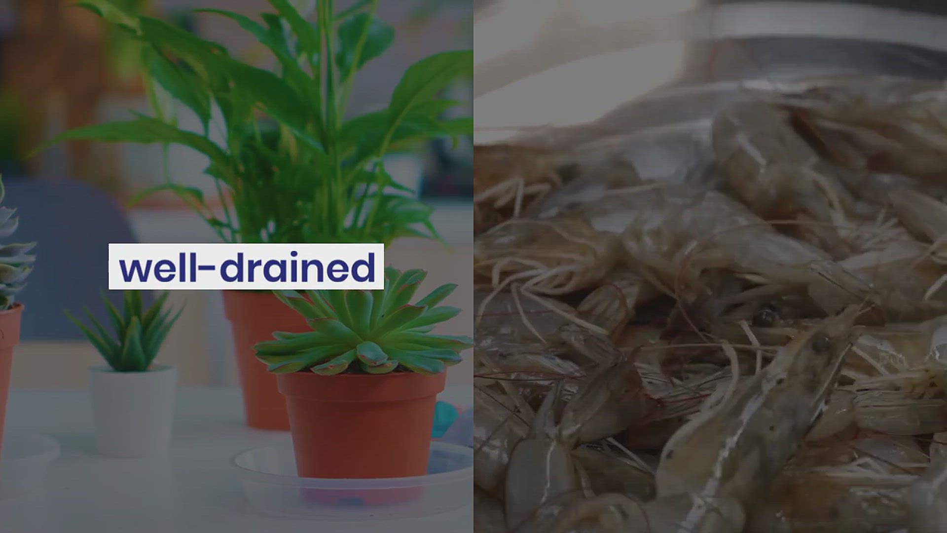 'Video thumbnail for How to Grow Broccoli in the Garden'