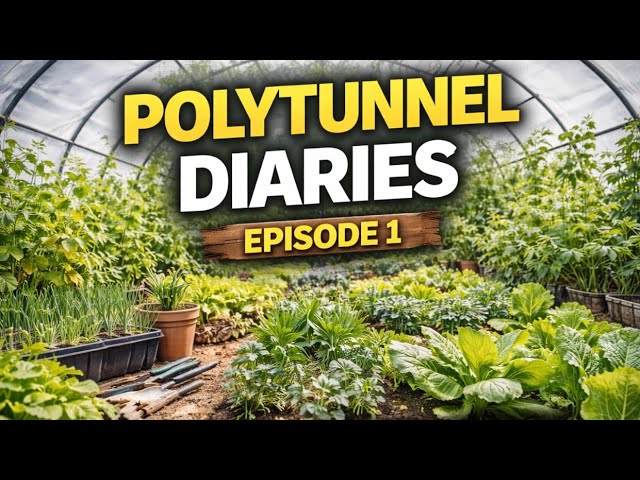 Video thumbnail for 🎥 🌿 Polytunnel Diaries – Episode 1 | What’s Growing & What’s Next