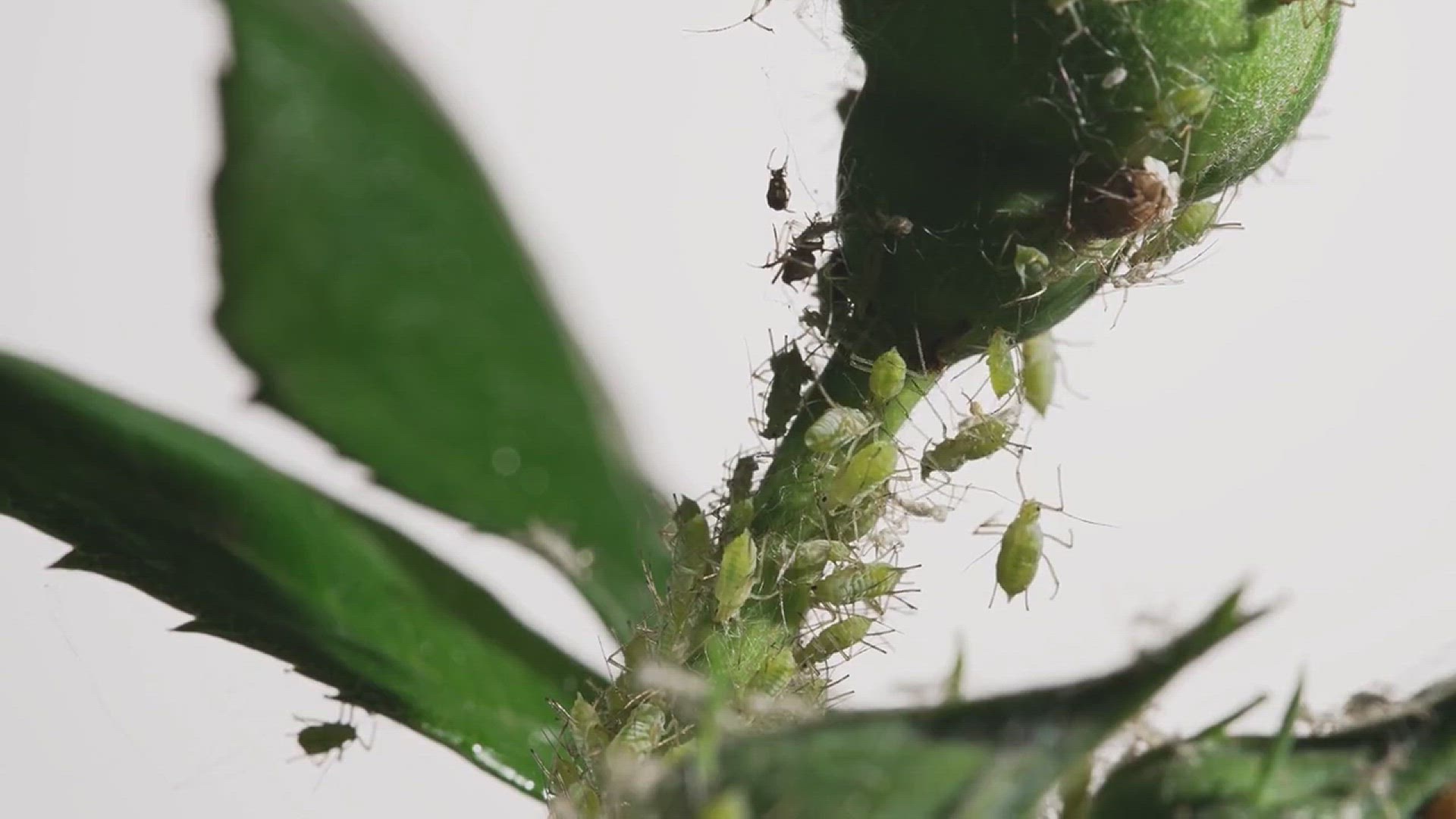 'Video thumbnail for How to Keep Your Garden Pest-Free'