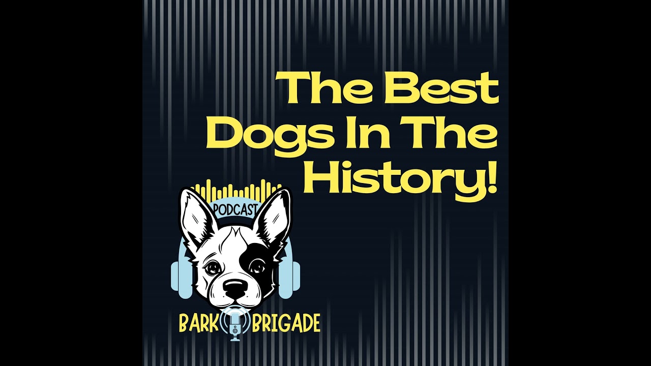 Video thumbnail for Discover The Best Dogs in The History