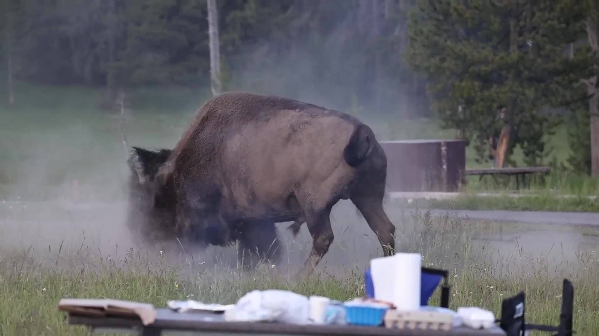 Video thumbnail for 65-Year-Old Tourist Seriously Injured in Bison Attack at Yellowstone National Park’s Bridge Bay Campground