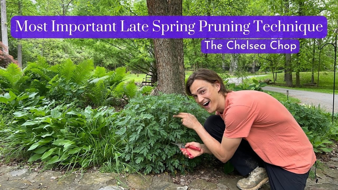 Video thumbnail for Important Late Spring Pruning Method - Chelsea Chop - How To Do It & What Plants To Do It On