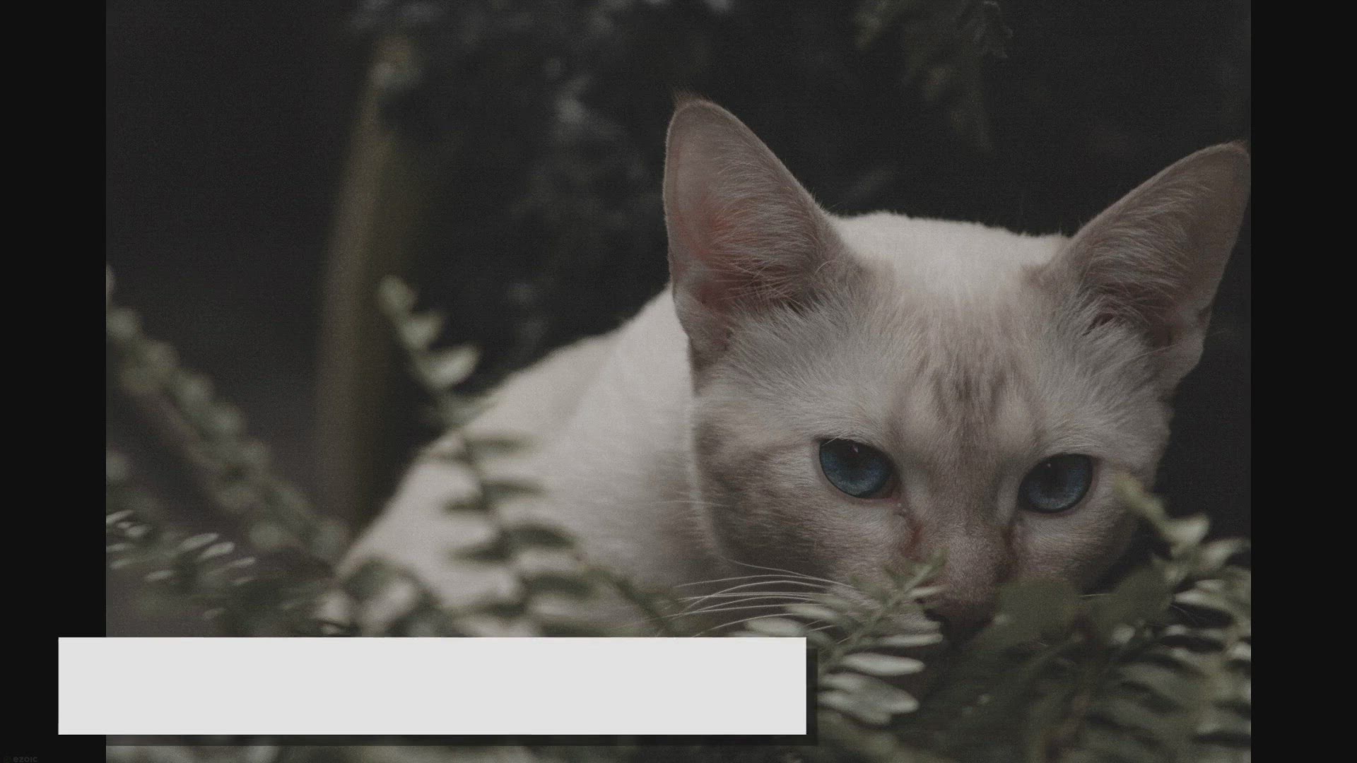 'Video thumbnail for White Ragdolls: The Pinnacle of Feline Grace'