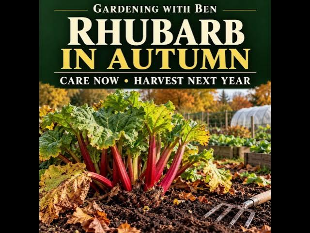 Video thumbnail for Rhubarb in Autumn: What to Do Now for Next Year’s Harvest | Care & Dividing Tips