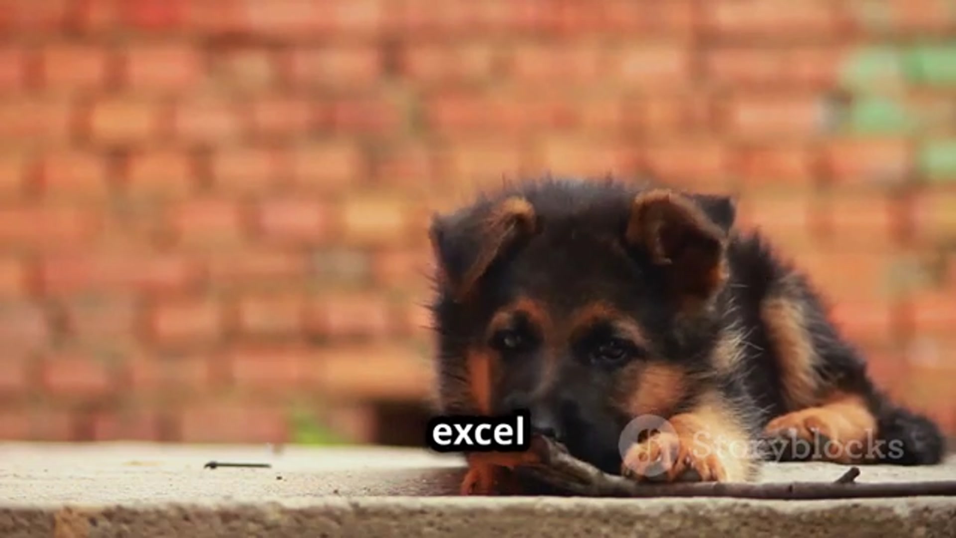 'Video thumbnail for Unleash Creativity with German Shepherd'