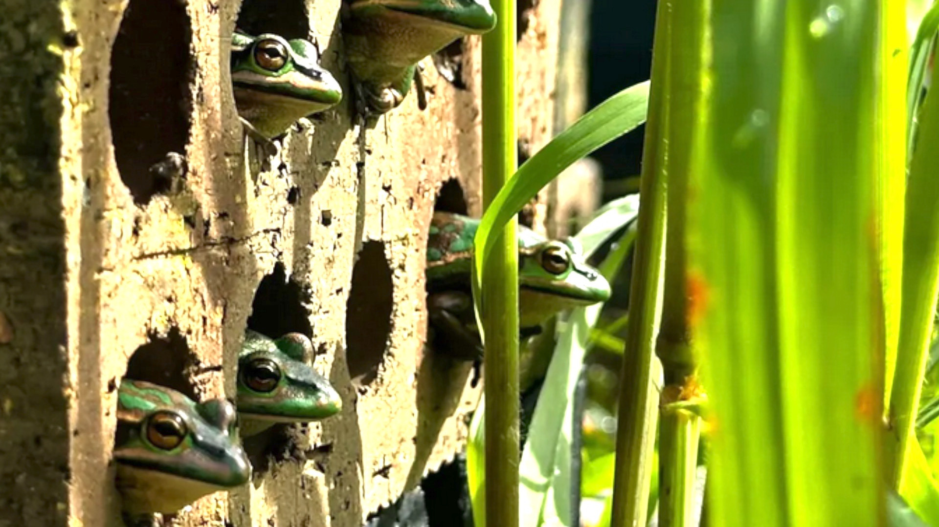 Video thumbnail for Scientists Build Brick Frog Sauna to Combat Fungal Infections