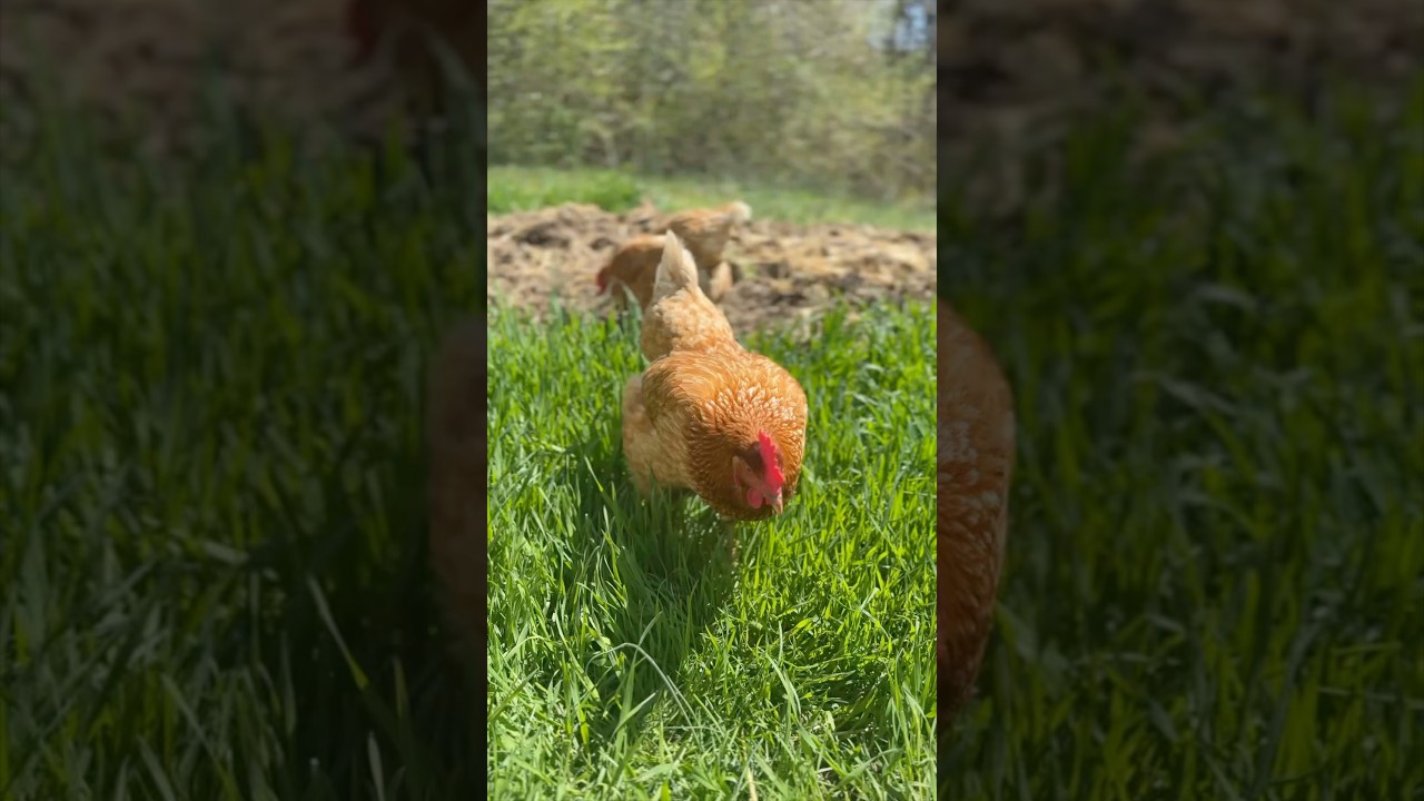 Video thumbnail for Red Egg Cheddar Scramble